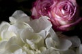 Pair of Pink Blooming Roses