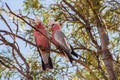 Pair of pink cockatoos Royalty Free Stock Photo