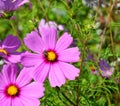 Pair of pink Cosmos flowers