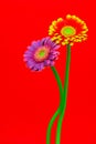 Pink and flaming red yellow gerber daisy flowers on red background Royalty Free Stock Photo