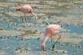 Pair of Pink Flamingos Grazing in the Shallow Saline Water of Laguna Hedionda Lake in Bolivian Altiplano, Potosi, Bolivia