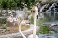 Pair of pink flamingos on a lake with a waterfall in park.