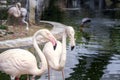 Pair of pink flamingos on a lake with a waterfall in Kuala Lumpur bird park.