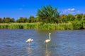 A pair of pink flamingos roost Royalty Free Stock Photo