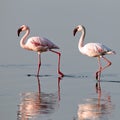 A pair of pink flamingos walk on water