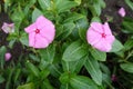 Pair of pink flowers of Catharanthus roseus