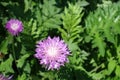 Pair of pink flowers of Centaurea dealbata in May