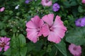 Pair of pink flowers of Lavatera trimestris Royalty Free Stock Photo