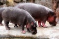 A pair of pink hippos at a watering hole