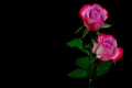 Pair of pink hybrid roses against dark background