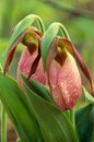 Pair of Pink Lady's Slipper Flowers
