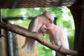 Pair of pink parrots