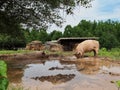 Pair of Pink Pigs Wallowing and Rooting in Mud Royalty Free Stock Photo