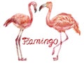 A pair of pink watercolor flamingos facing each other.