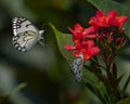 A pair of pioneer white butterflies