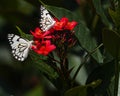 A Pair of Pioneer White butterfly