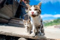 A pair of pitiable homeless cats Royalty Free Stock Photo