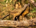 Pair of Plain Chacalaca perched on tree stump