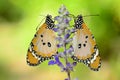 Pair of plain tiger butterfly Royalty Free Stock Photo