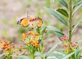 Pair of Plain Tiger on Milk weed Flower Royalty Free Stock Photo