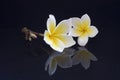 Pair Plumeria Reflection Royalty Free Stock Photo