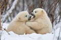 pair of polar bear cubs roll and tumble in the snow, wrestling and play-fighting