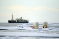 Pair of polar bears with bloody kill seal in water between drift ice with snow, blurred cruise chip in background, Svalbard, Norwa Royalty Free Stock Photo