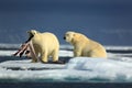 Pair polar bears with seal pelt after feeding carcass on drift ice with snow and blue sky in Arctic Svalbard Royalty Free Stock Photo