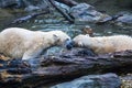 Pair of Polar Bears in the water