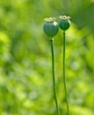 Pair of poppy seed pods Royalty Free Stock Photo