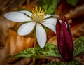 A Pair Of Popular Wildflowers The Blood Rood And The Sweet Betsy Trillium