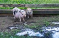 Pair of pot belly pigs play in a farm yard Royalty Free Stock Photo