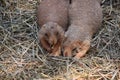 Pair of Prairie Dogs Cuddling Together in Straw Royalty Free Stock Photo