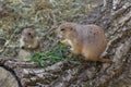 Pair of prairie dogs eat green grass stalk on trunk Royalty Free Stock Photo