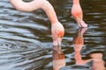 Pair of preening Chilean flamingo