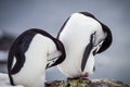 Pair of preening chinstrap penguins of Antarctica