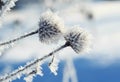 Pair of prickly plant burrs covered with cold carved ice crystal Royalty Free Stock Photo