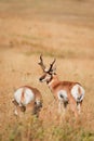 Pair of Pronghorn Antelope