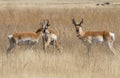 Pronghorn Antelope Bucks on the Prairie Royalty Free Stock Photo