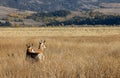 Pair of Pronghorn Antelope Bucks in Fall Royalty Free Stock Photo