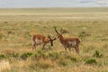 Pair of Pronghorn Antelope Bucks Royalty Free Stock Photo