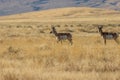 Pronghorn Antelope Bucks on the Prairie Royalty Free Stock Photo