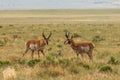 Pair of Pronghorn Antelope Bucks on the Prairie Royalty Free Stock Photo