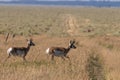 Pronghorn Bucks Running Royalty Free Stock Photo