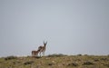 Pair of Pronghorn Antelope Bucks on the Wyoming Desert