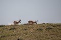 Pair of Pronghorn Antelope Bucks on the Wyoming Desert