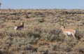 Pair of Pronghorn Antelope Bucks in Wyoming Royalty Free Stock Photo