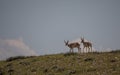 Pair of Pronghorn Antelope Bucks in Wyoming Royalty Free Stock Photo