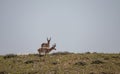 Pronghorn Antelope Bucks on the Wyoming Prairie Royalty Free Stock Photo