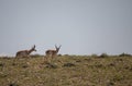 Pronghorn Antelope Bucks on the Wyoming Prairie Royalty Free Stock Photo